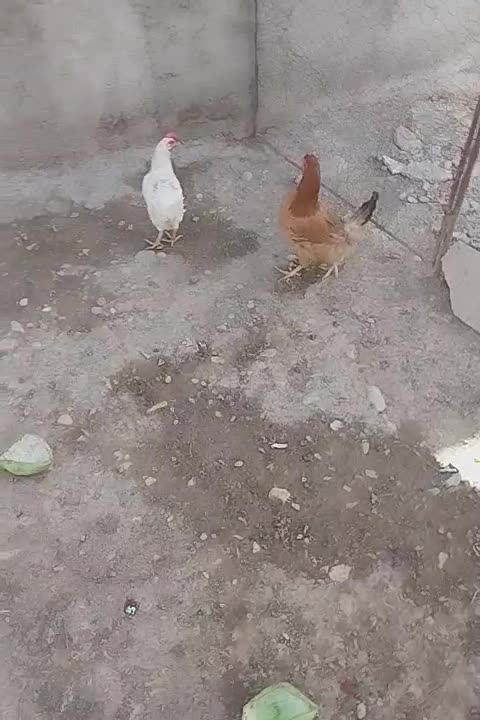 مرغ|حیوانات مزرعه|تاکستان, |دیوار