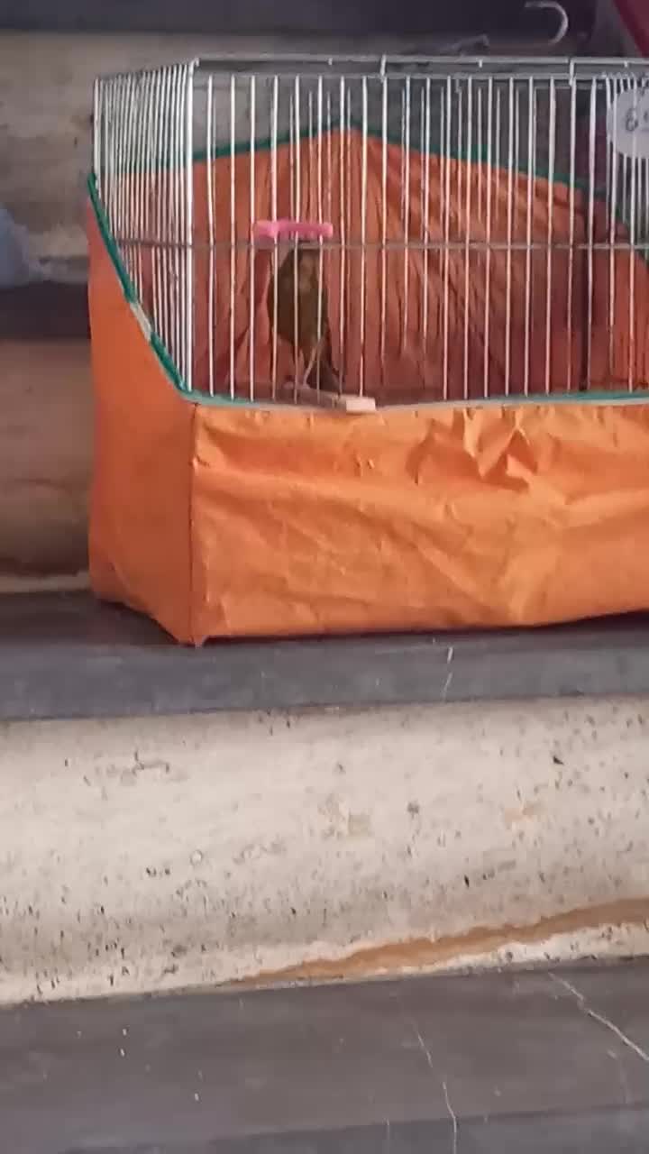 قناری نر قرص قلدر خوش دهن|پرنده|فردیس, فردیس|دیوار