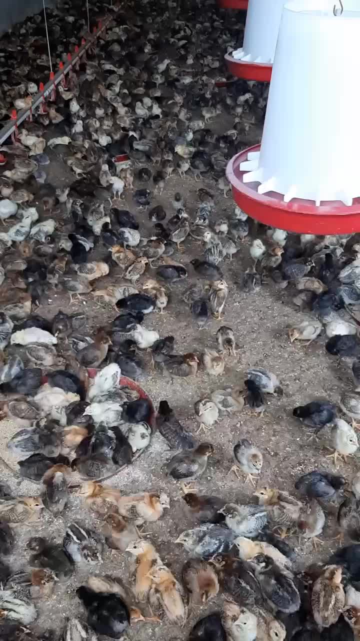 فروش جوجه 15 روزه|حیوانات مزرعه|دهگلان, |دیوار