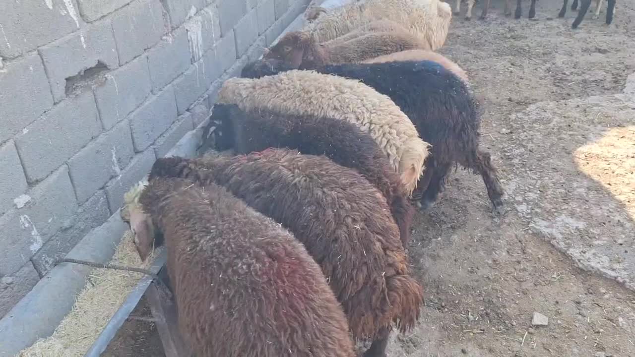 گوسفند زنده|حیوانات مزرعه|کرج, کیانمهر|دیوار