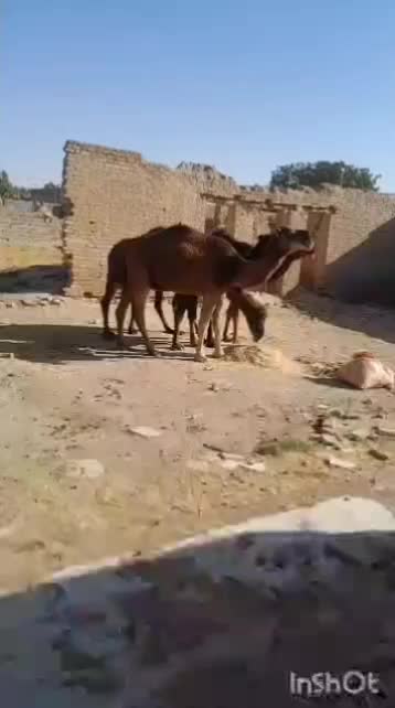معاوضه شتر با میش|حیوانات مزرعه|شیراز, میانرود|دیوار