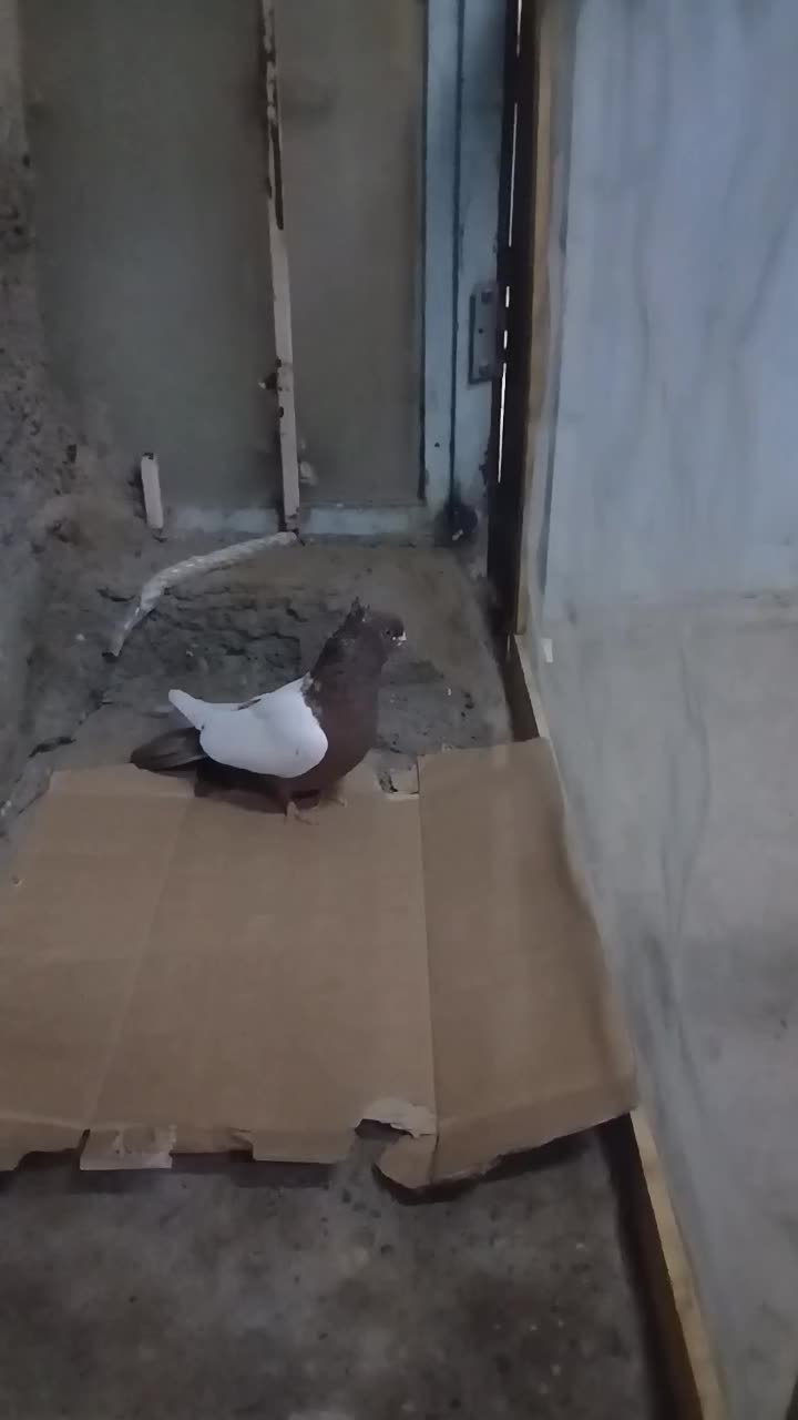 کبوتر سینه‌ای اصل|پرنده|ایواوغلی, |دیوار