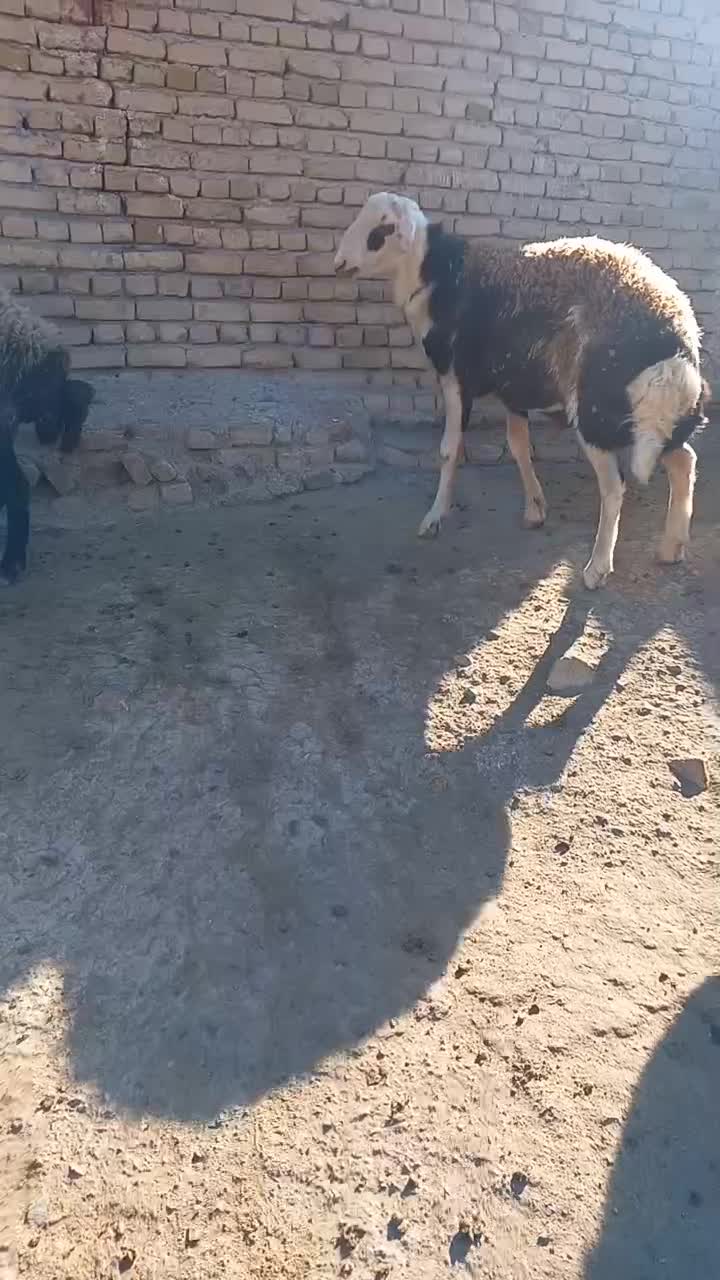 دو عدد بره قوچی پلنگی|حیوانات مزرعه|سلیمان, |دیوار