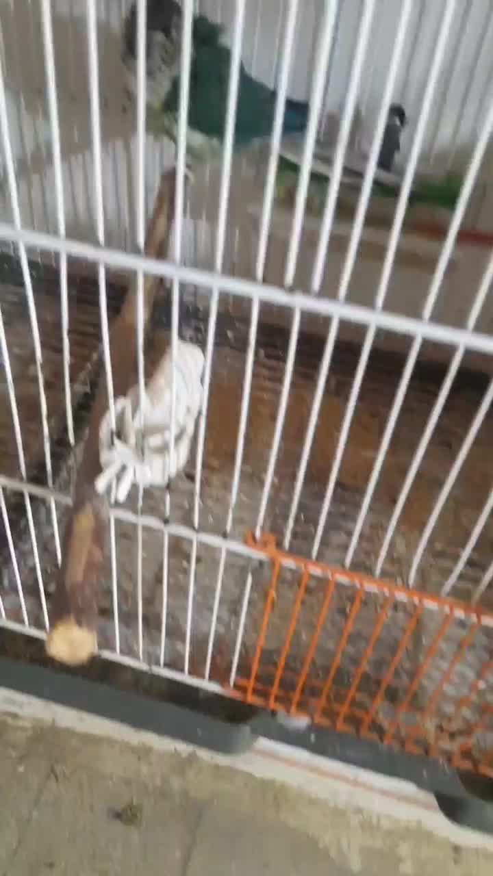 یک جفت گیرنچیگ بشرط|پرنده|قم, خاکفرج|دیوار