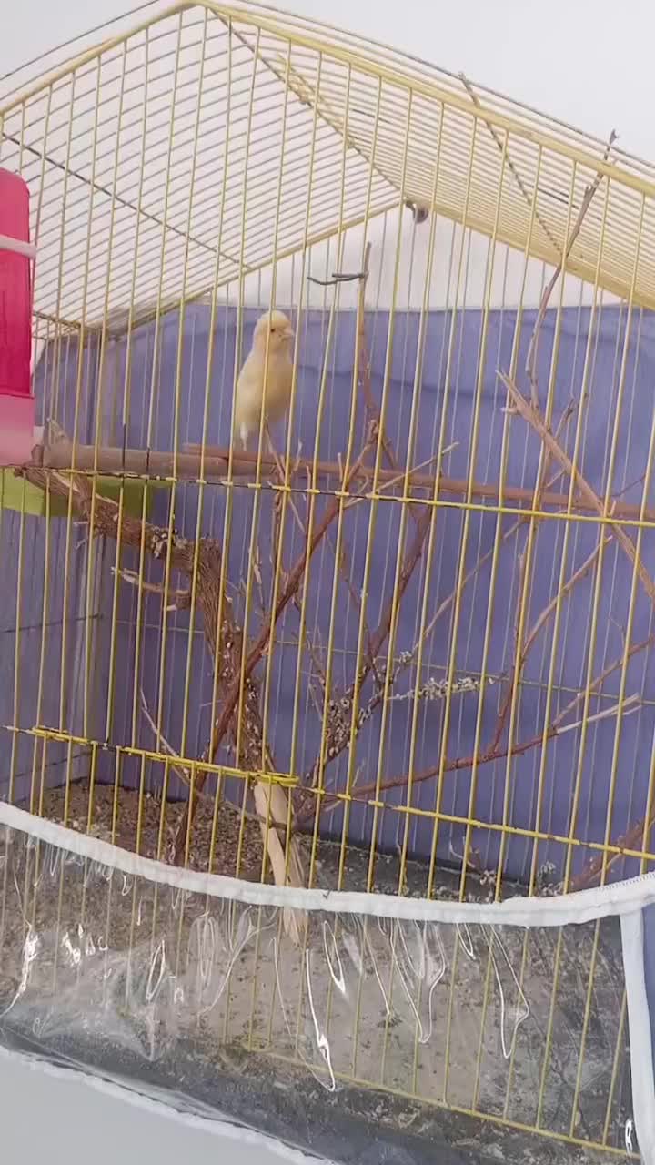 قناری نر|پرنده|نرماشیر, |دیوار