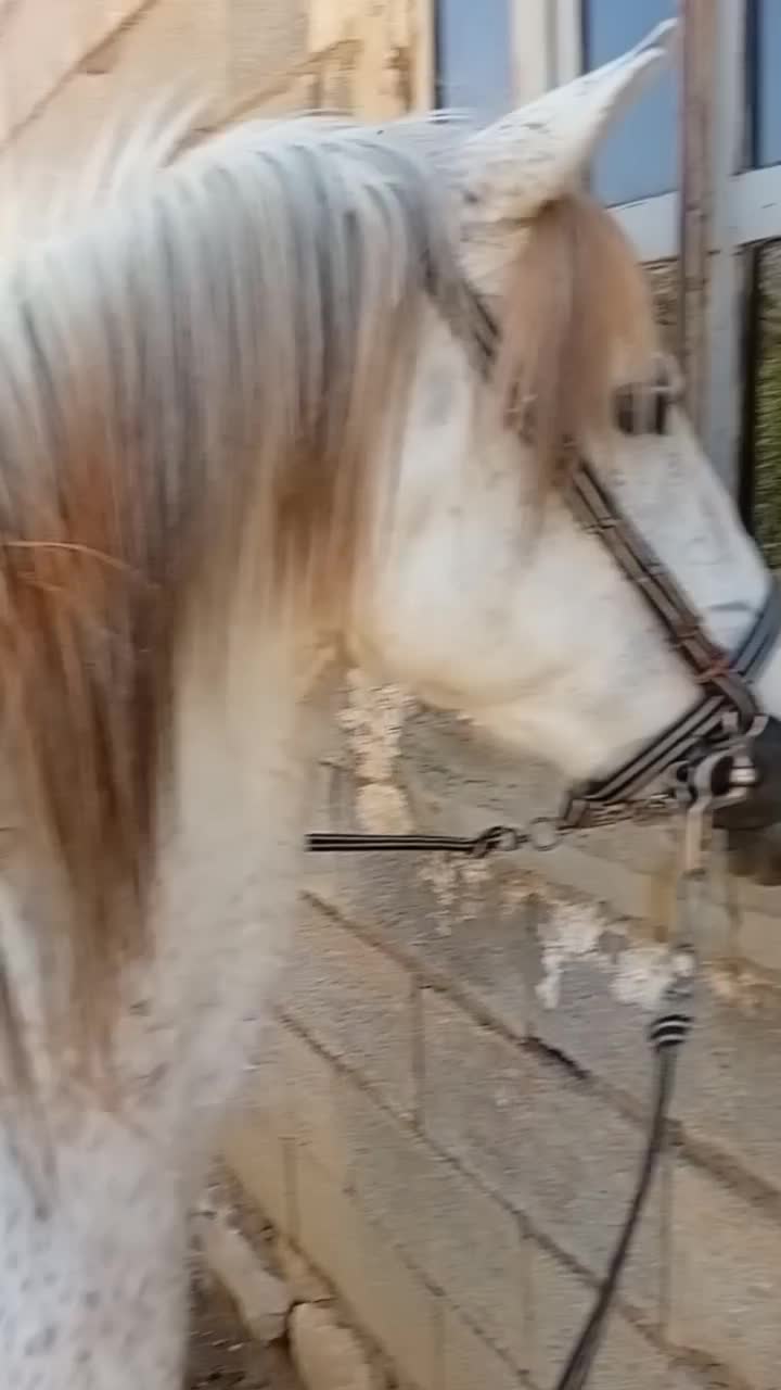 اسب کرد سردمگیر بازی کن|اسب و تجهیزات اسب‌سواری|معمولان, |دیوار