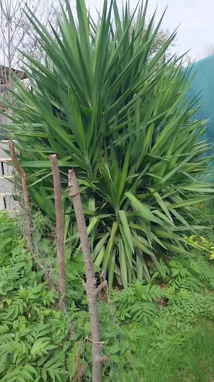 گل یوکا بنسای تنه دار خیلی بزرگ|گل و گیاه طبیعی|قم, نوبهار|دیوار
