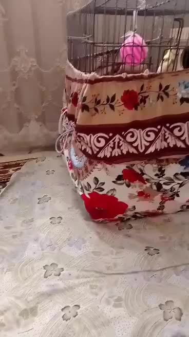 پرنده|پرنده|بندر انزلی, آذربایجان|دیوار