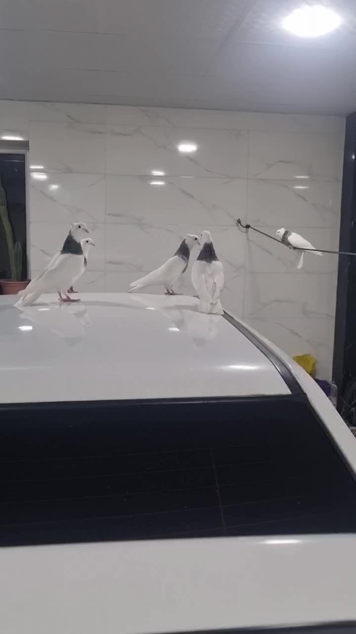 کبوترطوقی الماسی|پرنده|بستان آباد, |دیوار