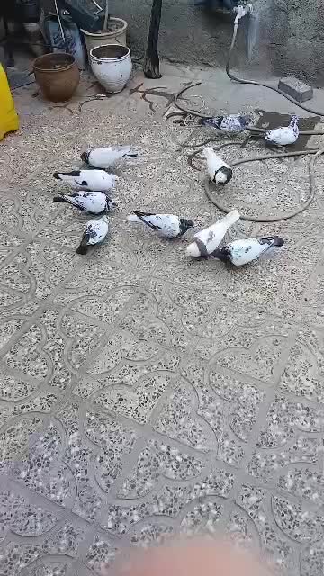 کبوتر فروشی|پرنده|آبدانان, |دیوار