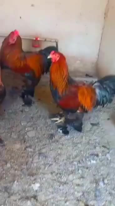نیمچه برهما وارداتی رومانی دررنگ BSO پاتریچ  بلو|حیوانات مزرعه|اسلامشهر, شهرک واوان|دیوار