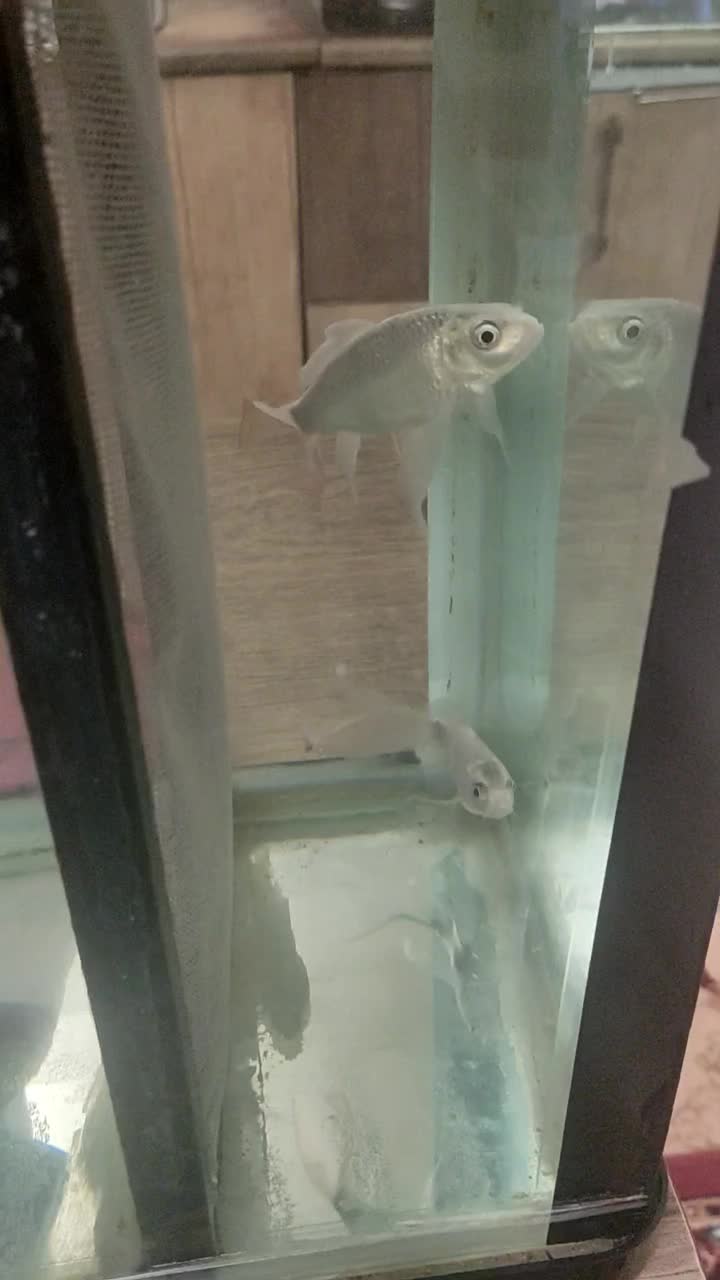 ماهی کوی|ماهی|تبریز, |دیوار