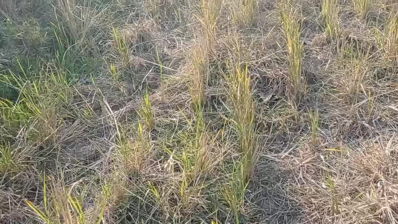 تلیسه هولشتای10 ماهه|حیوانات مزرعه|گوراب زرمیخ, |دیوار