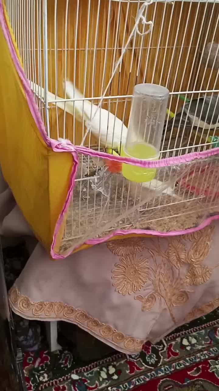 عروس هلندی جفت با جوجه کار داده|پرنده|مشهد, هفده شهریور|دیوار