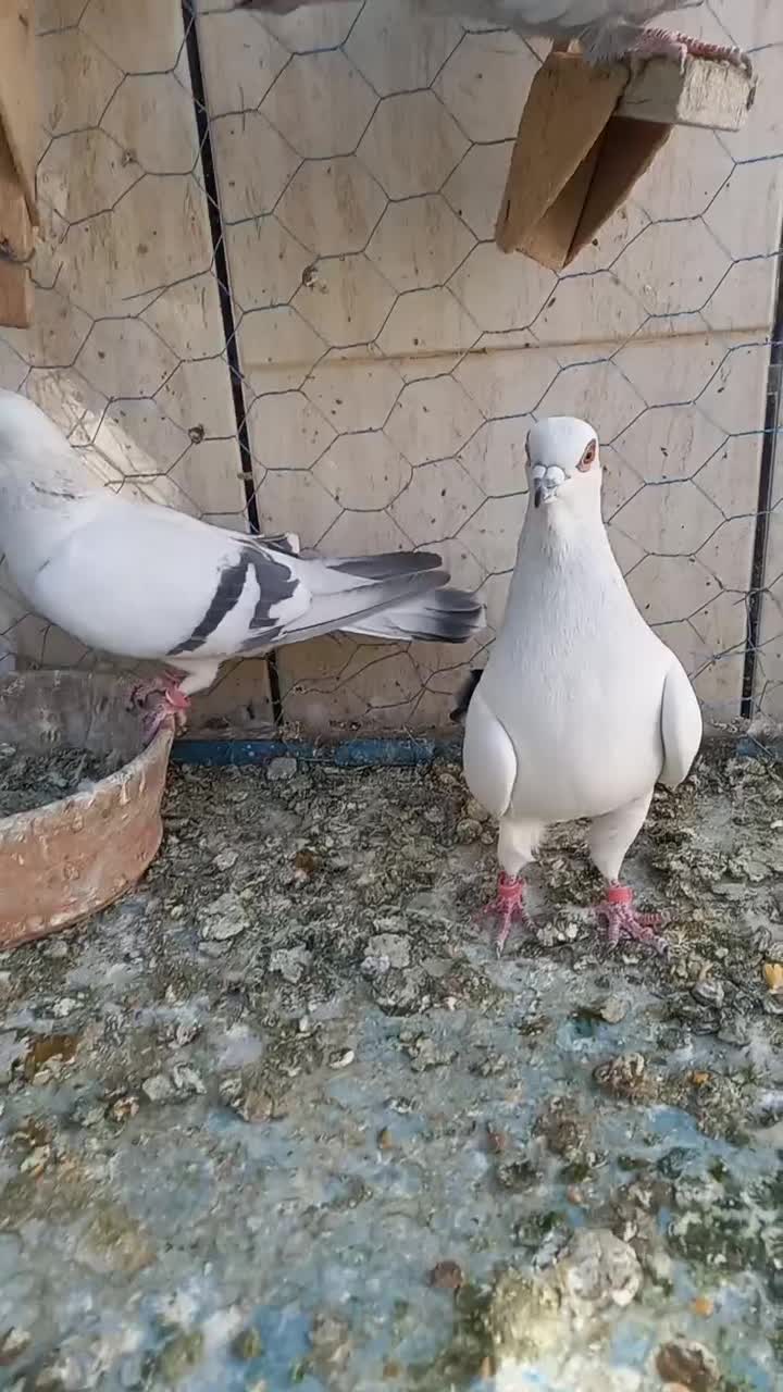 کبوتر شامی|پرنده|خمینیشهر, |دیوار