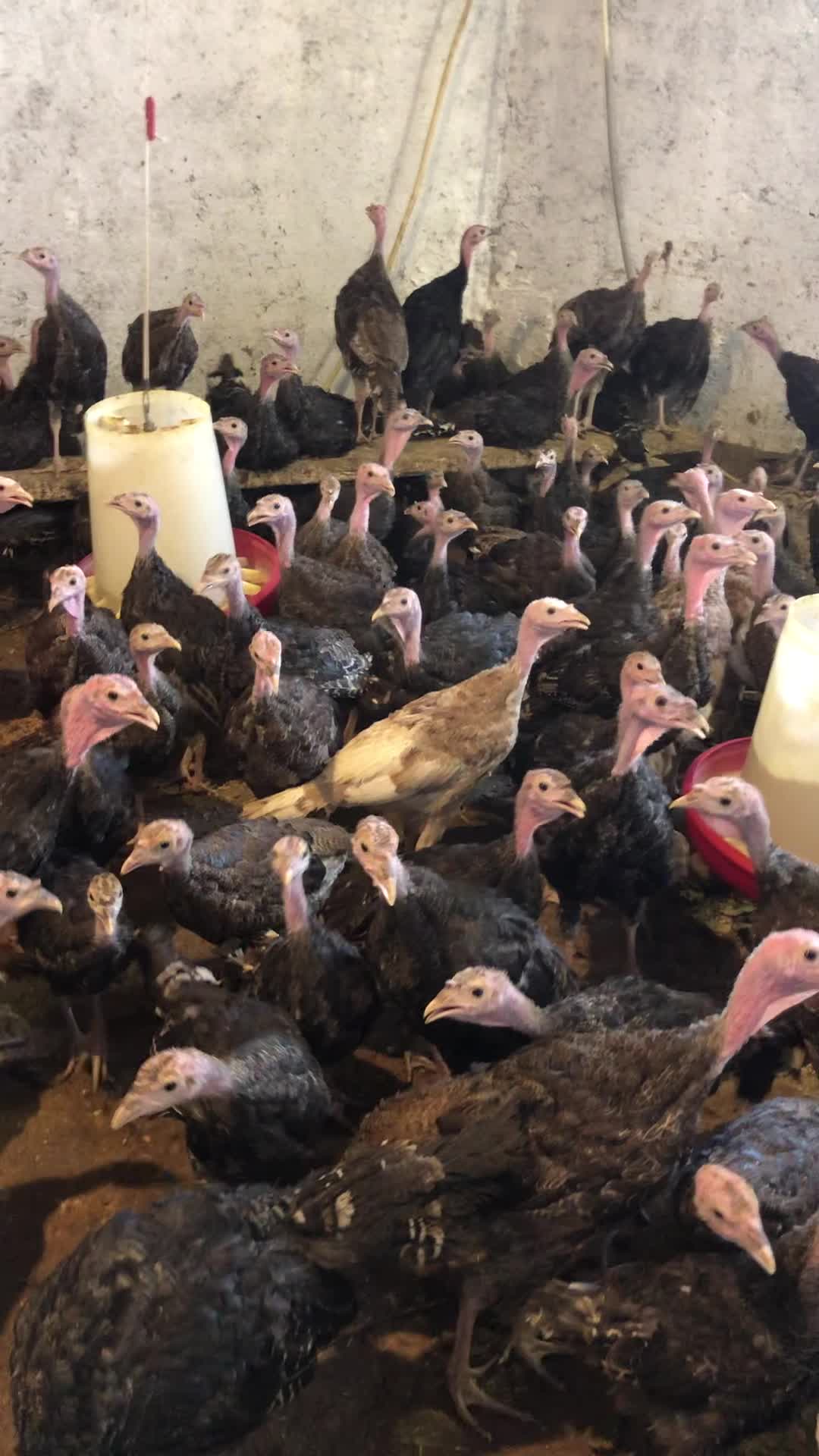 فروش گله بوقلمون یکجا زیر قیمت دانسفهان قزوین|حیوانات مزرعه|تاکستان, |دیوار