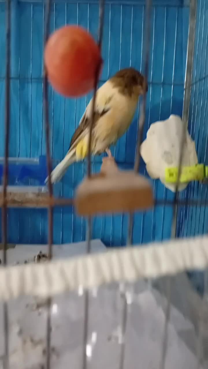 قناری|پرنده|گنبد کاووس, |دیوار