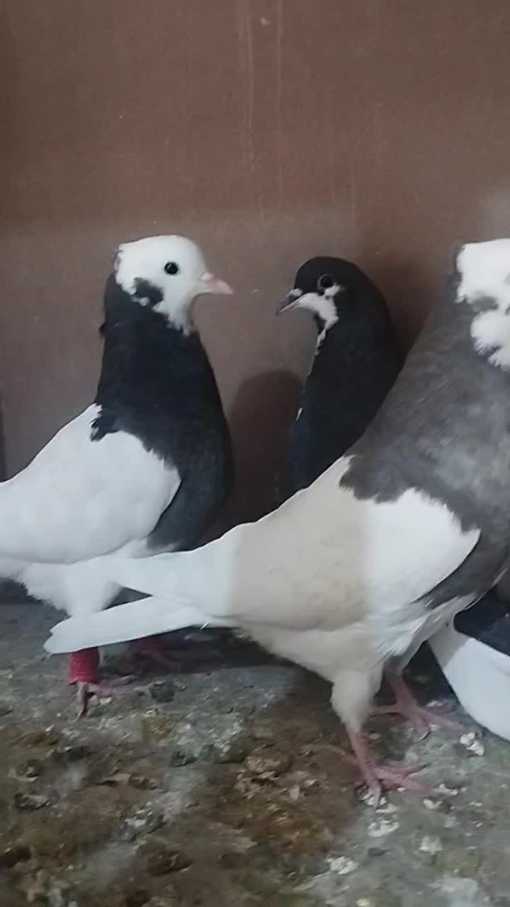 کفتر|پرنده|اقبالیه, |دیوار