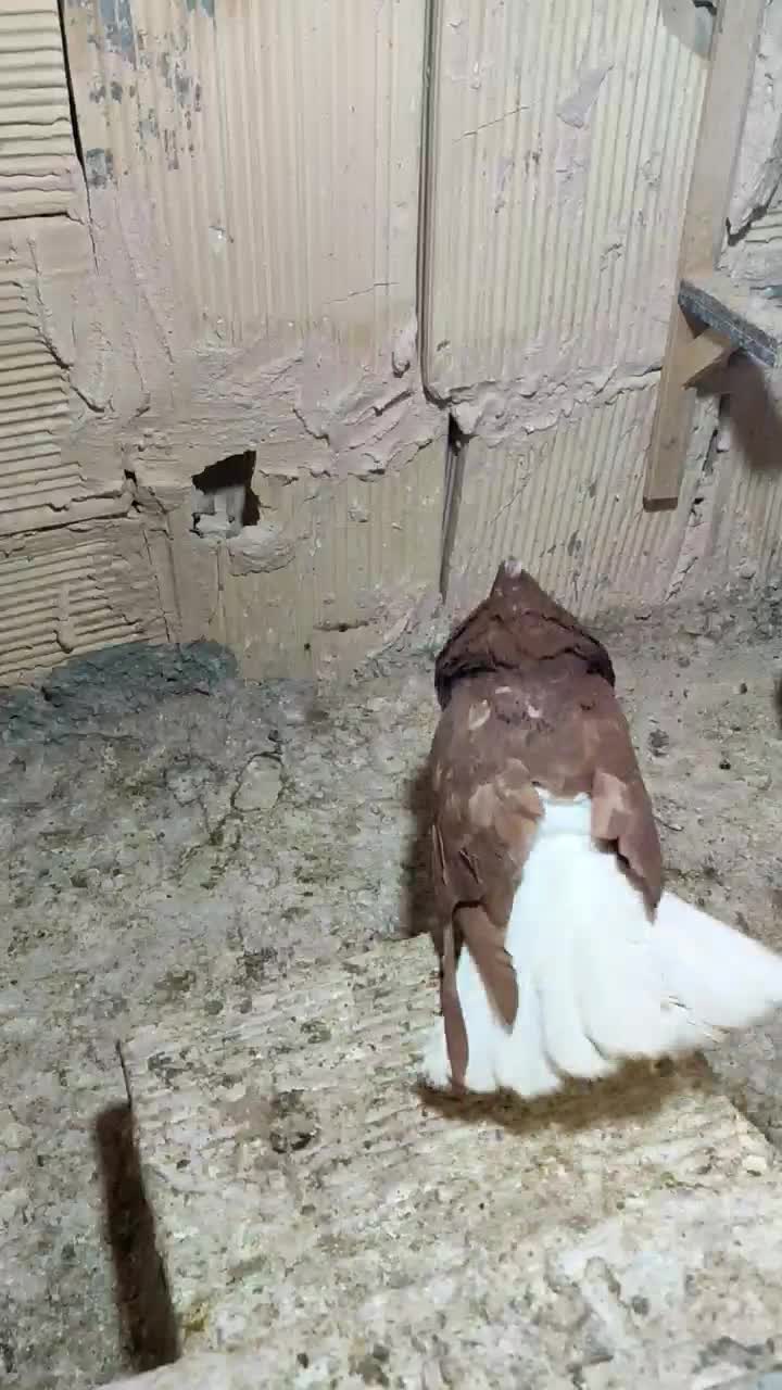 کبوتر|پرنده|سبزوار, گلشن|دیوار