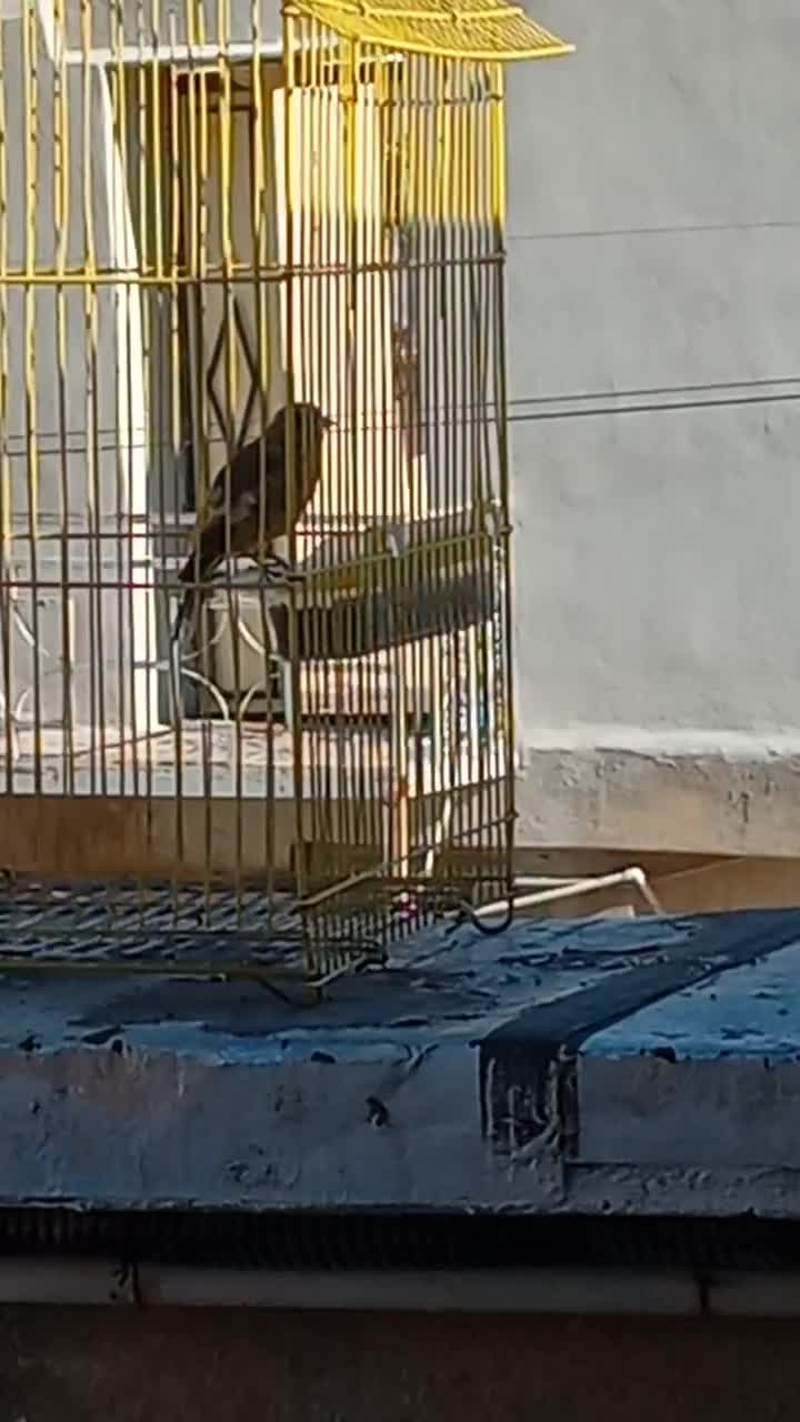 سهره قناری قرمز سالمو سرحال|پرنده|ایلام, |دیوار