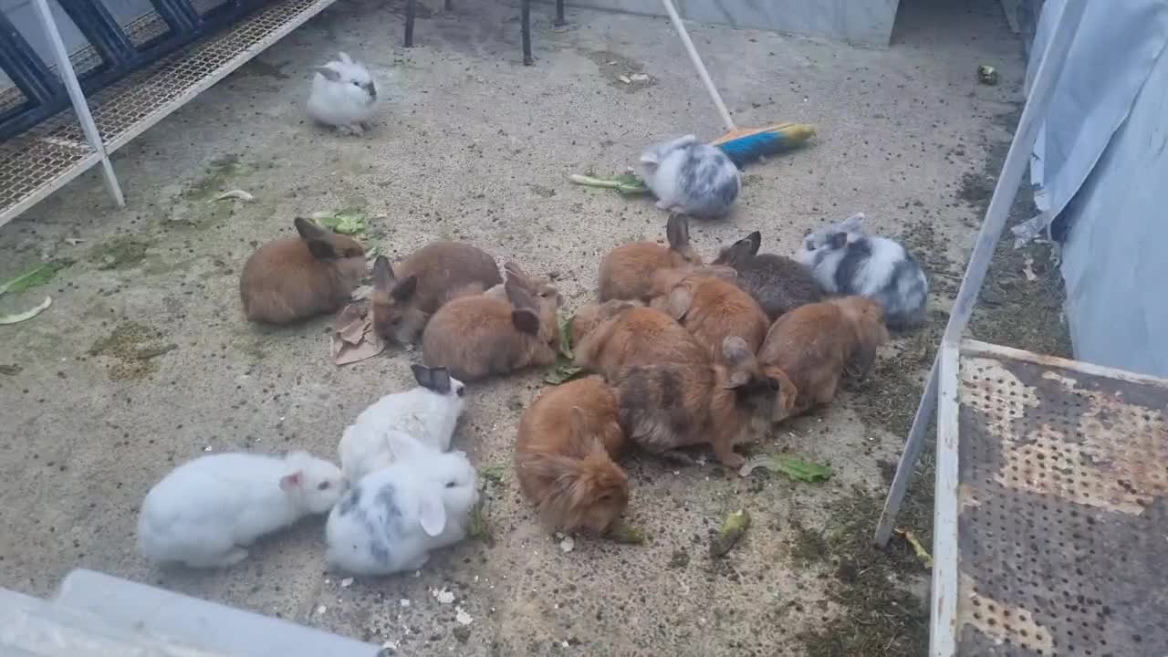 خرگوش لوپ|موش و خرگوش|قروه, |دیوار