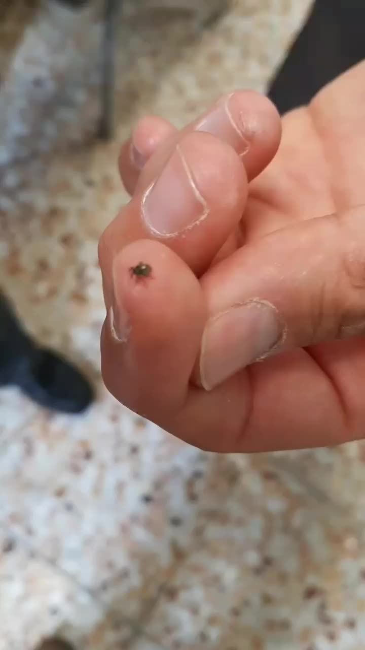 سمپاشی ساس،سوسک و...با ضمانت کتبی|خدمات نظافت|کرج, مصباح|دیوار