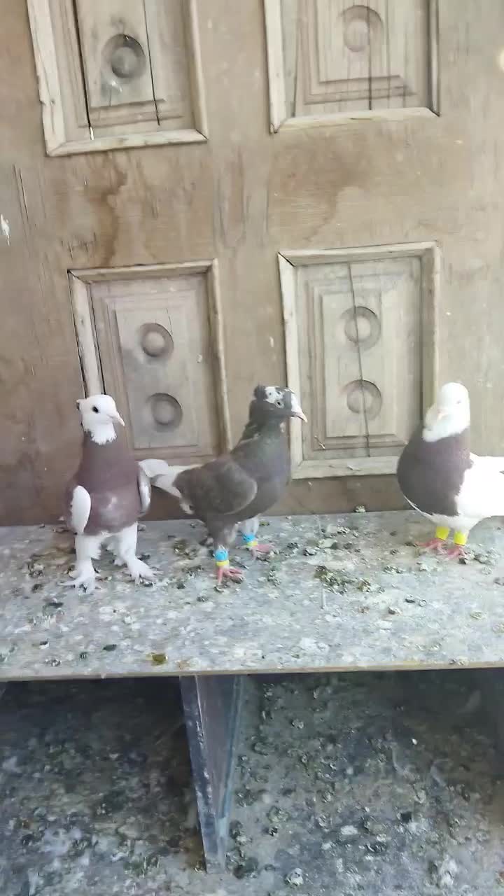 لیلک بزن خوب وکوهی بزن|پرنده|مرودشت, پشت سایپا‎|دیوار