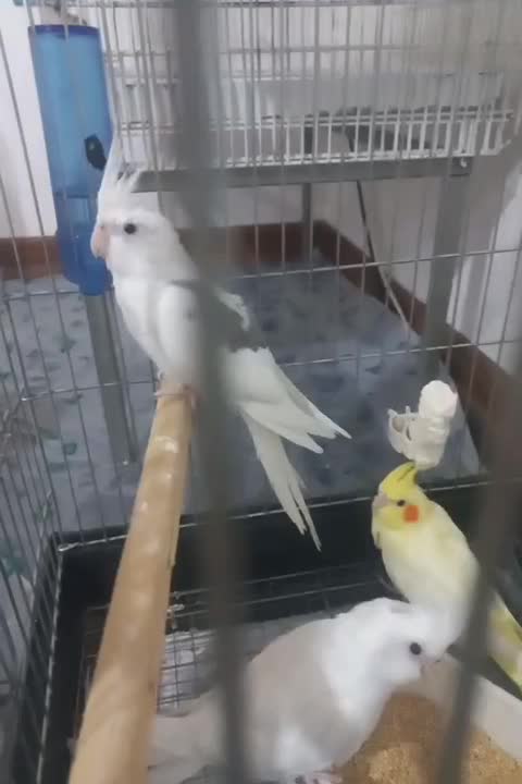 جوجه عروس هلندی|پرنده|قدس, شهرقدس|دیوار