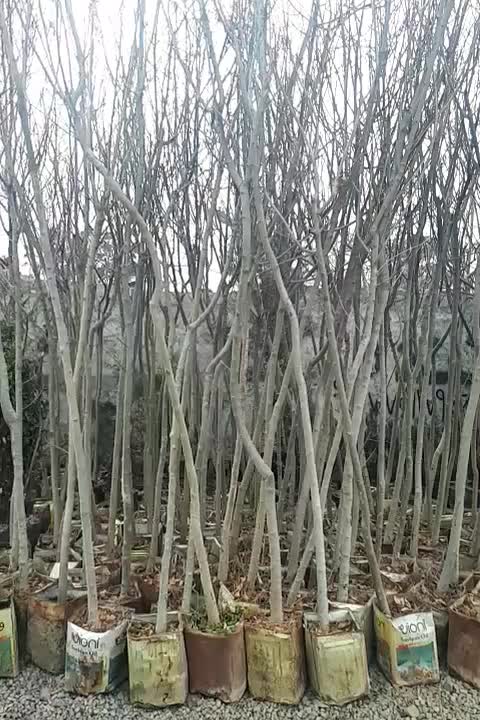 درخت|گل و گیاه طبیعی|احمدآبادمستوفی, |دیوار