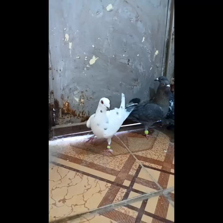 کفتر|پرنده|سده (خراسان جنوبی), |دیوار