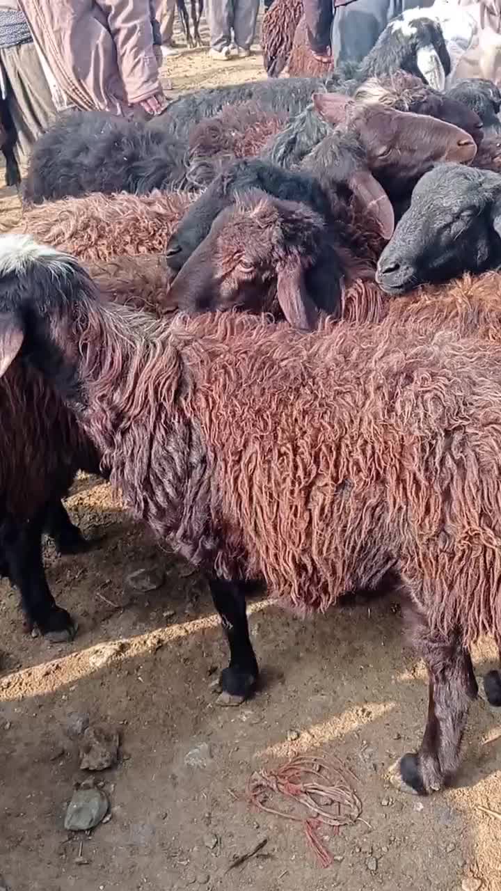 گوسفند های نر گوشتی|حیوانات مزرعه|باروق, |دیوار