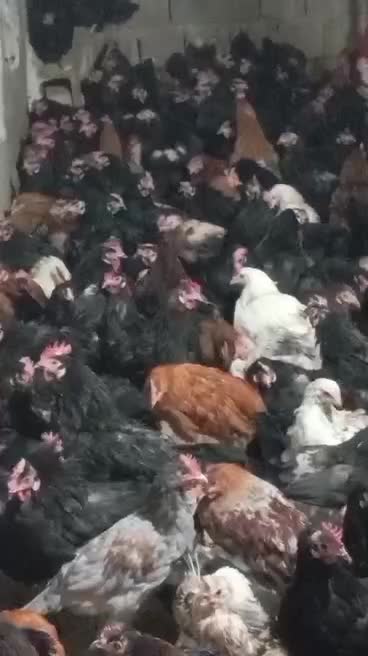 مرغ تخمگذار محلی درجه یک|حیوانات مزرعه|شیراز, بید زرد|دیوار