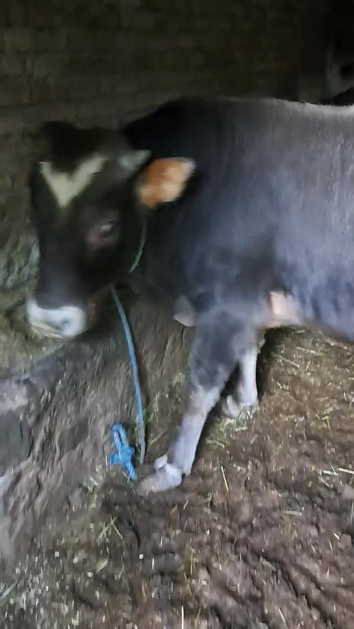 یک راس گاو نر گوشتی|حیوانات مزرعه|آبش احمد, |دیوار