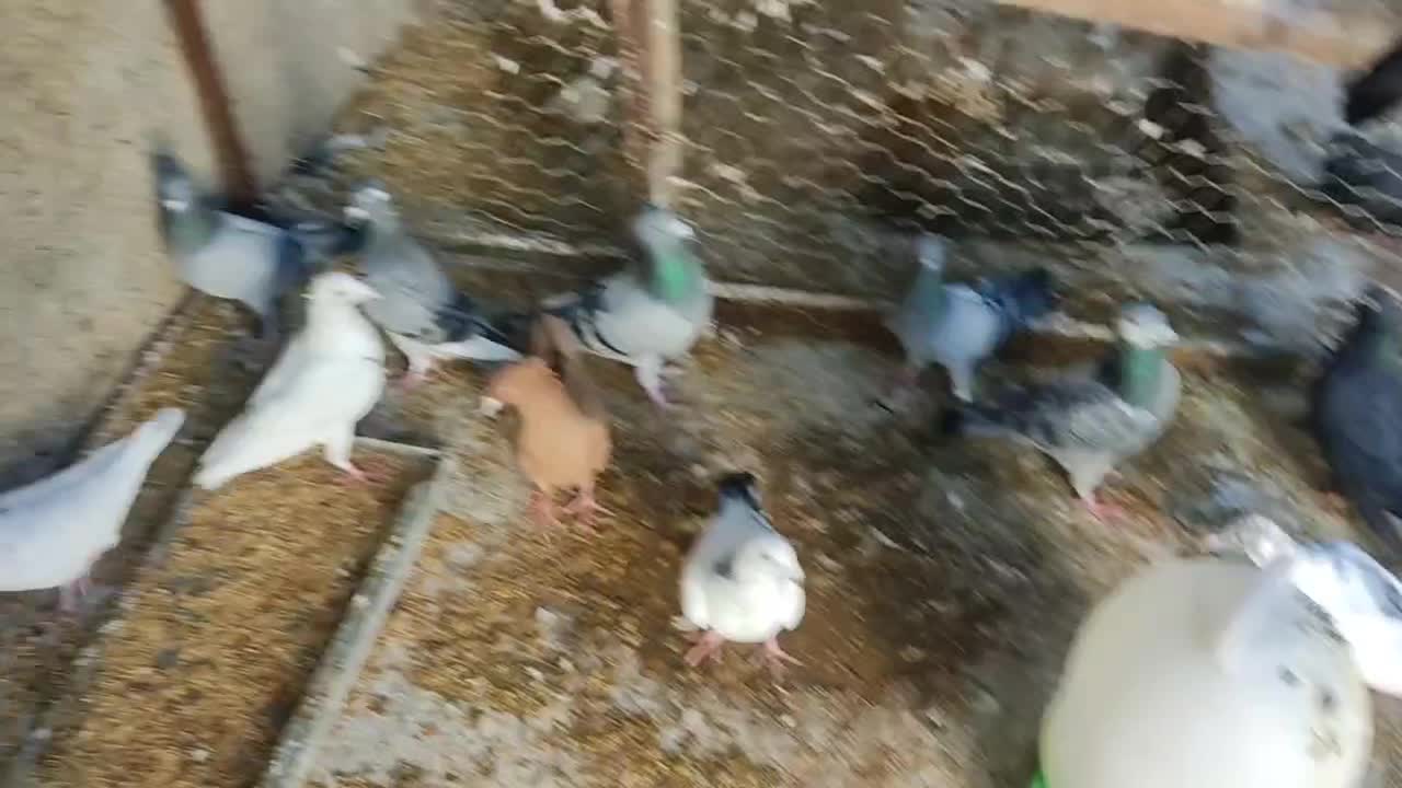 کبوتر.|پرنده|ارم, |دیوار