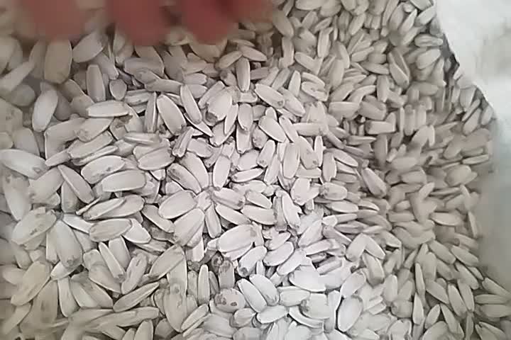 تخمه سفید درشت زیر قیمت کل ایران جزعی وکلی|عمدهفروشی|سبزوار, شرق کال عیدگاه|دیوار