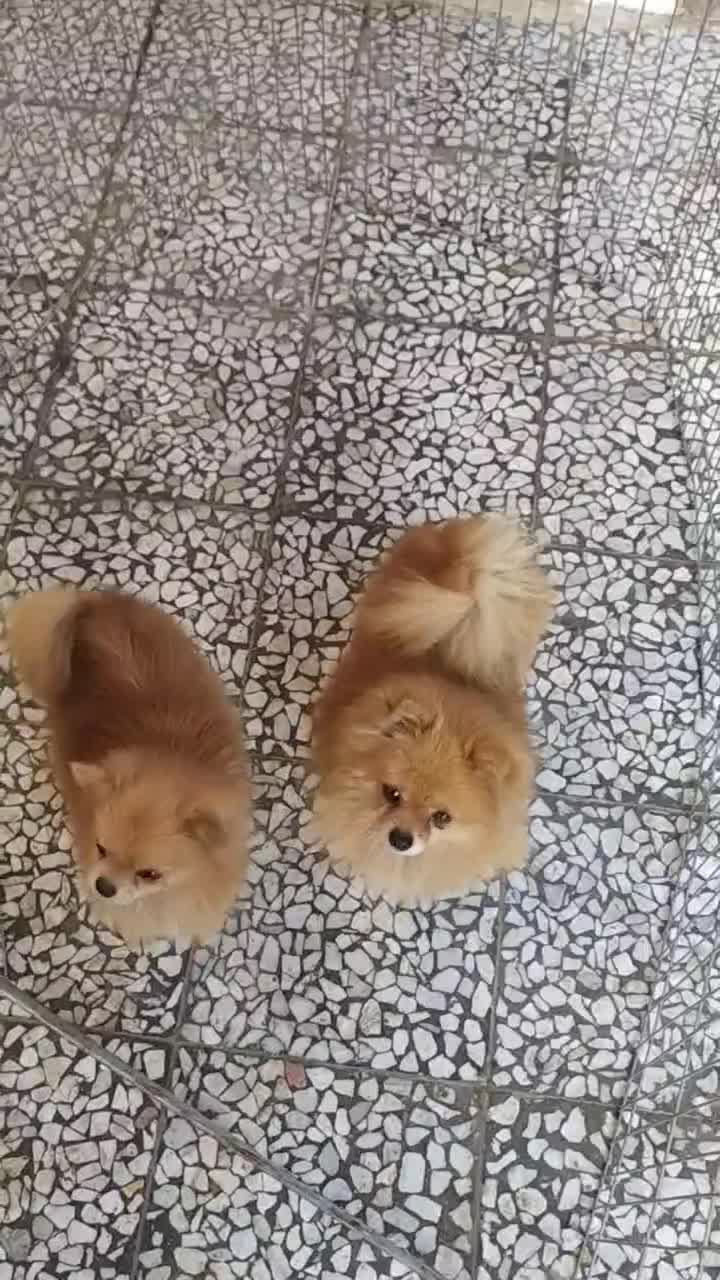 پامرانین ماده دو قلاده|سگ|محمودآباد, |دیوار