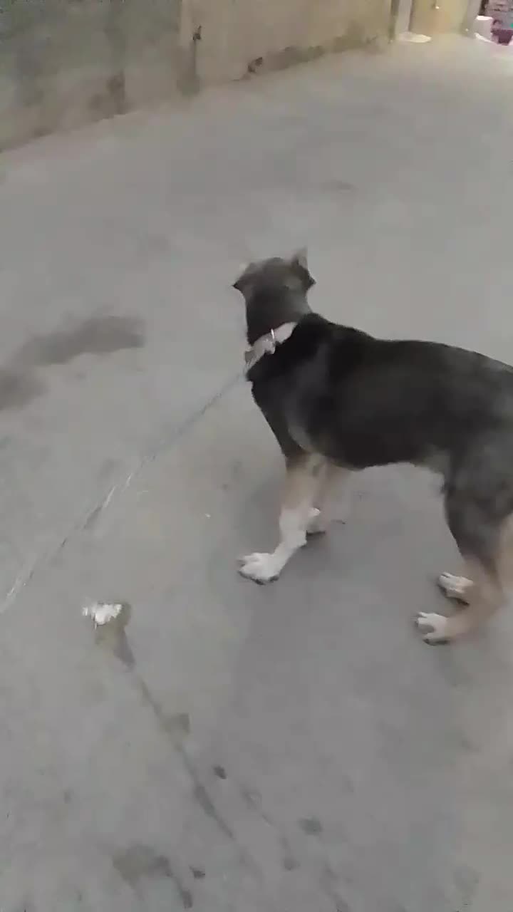 توله سگ ۵ ماهه|سگ|کرج, گلشهر|دیوار