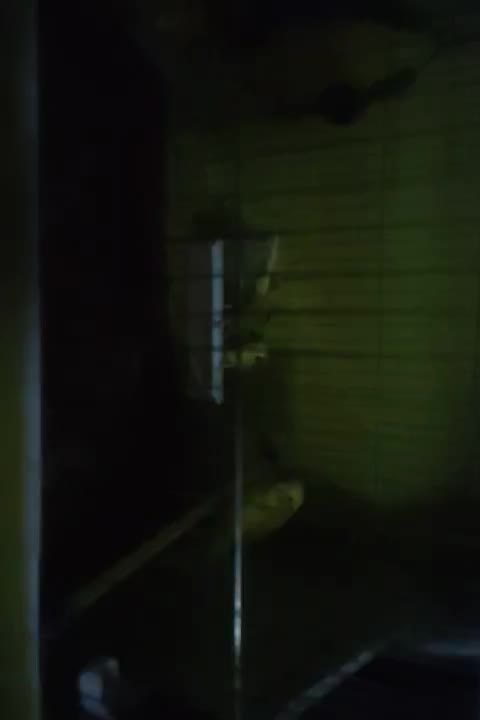 مرغ عشق هلندی با تمام وسایل|پرنده|شیراز, رکن‌آباد|دیوار