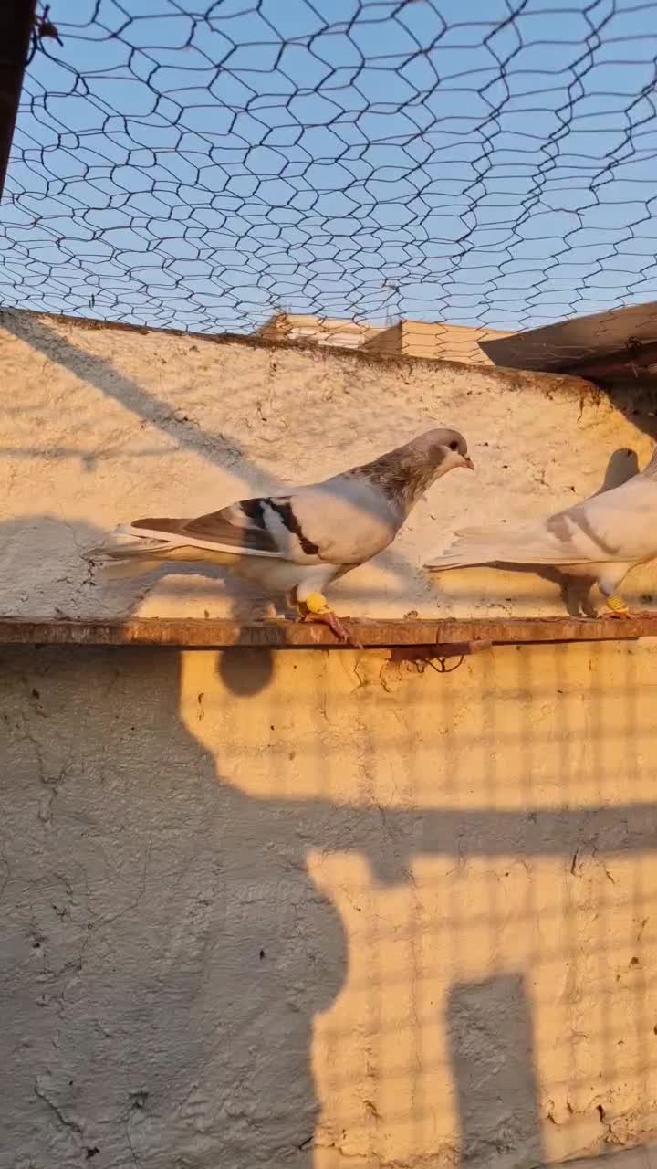 کبوتر بدرنگ  نر وماده|پرنده|اقبالیه, |دیوار