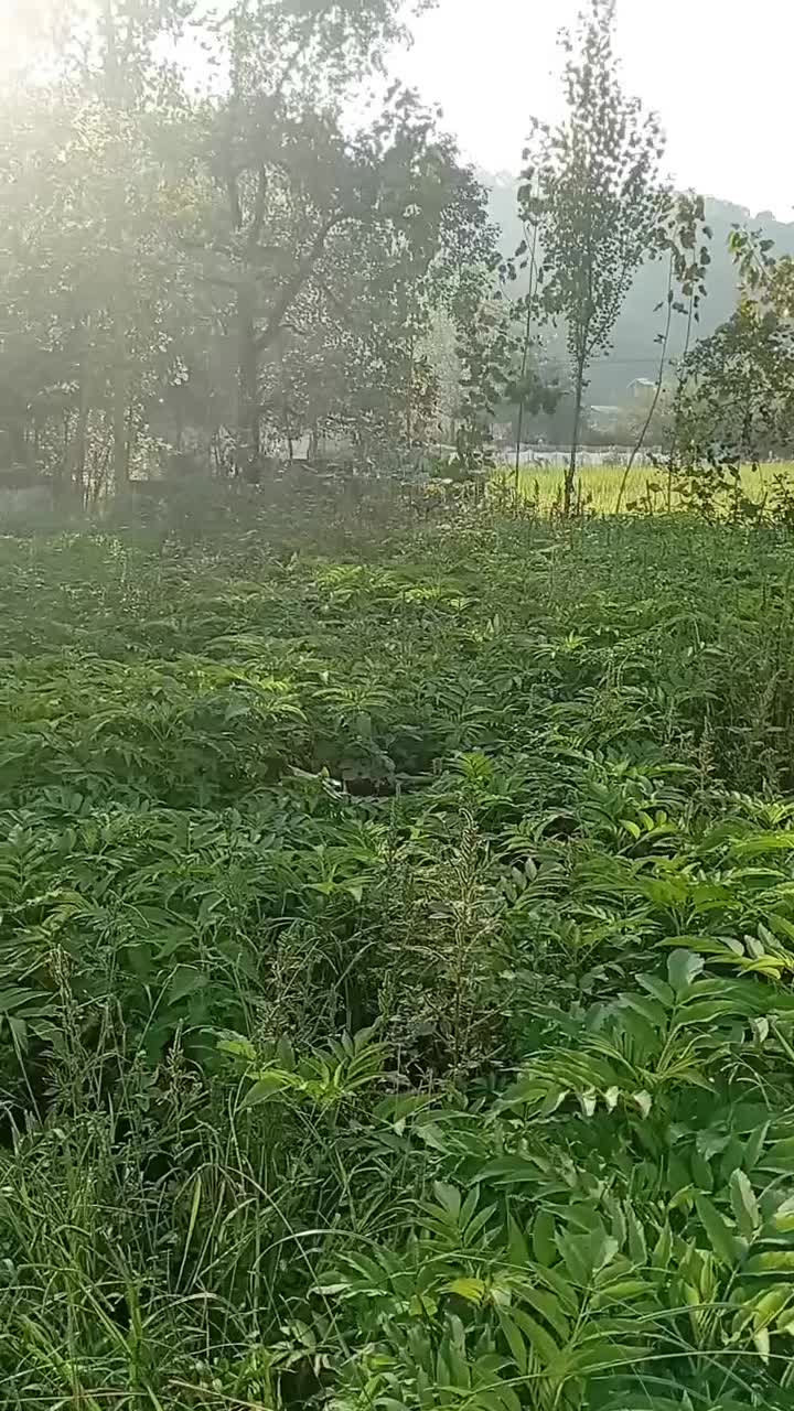 زمین325متر مسکونی استخر دوقلو سه سار|فروش زمین و ملک کلنگی|ماکلوان, |دیوار