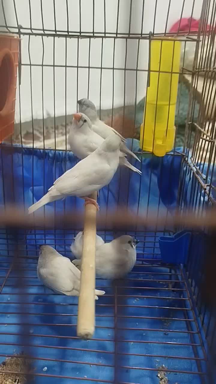 فنچ|پرنده|جوانرود, |دیوار