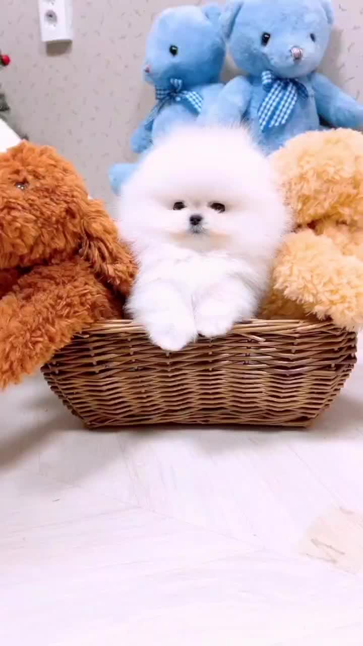 توله سگ پامر . پامرانین خرسی سفید ۳ ماه|سگ|تهران, شهرک غرب|دیوار