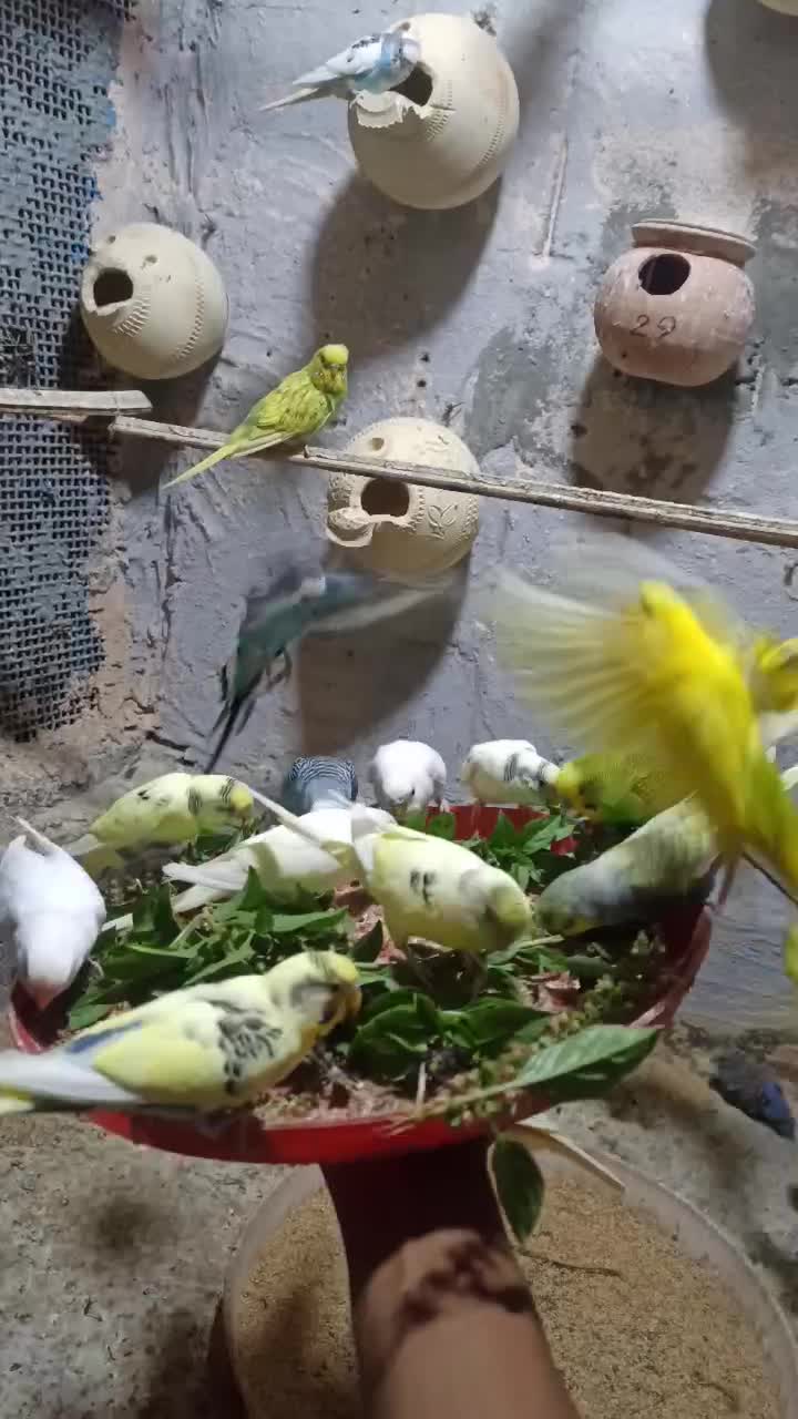 مرغ عشق مولد با جوجه|پرنده|میناب, |دیوار