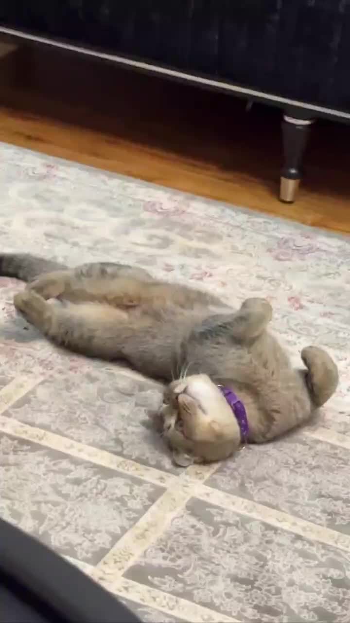 گربه اسکاتیش|گربه|اندیشه, اندیشه فاز ۱|دیوار