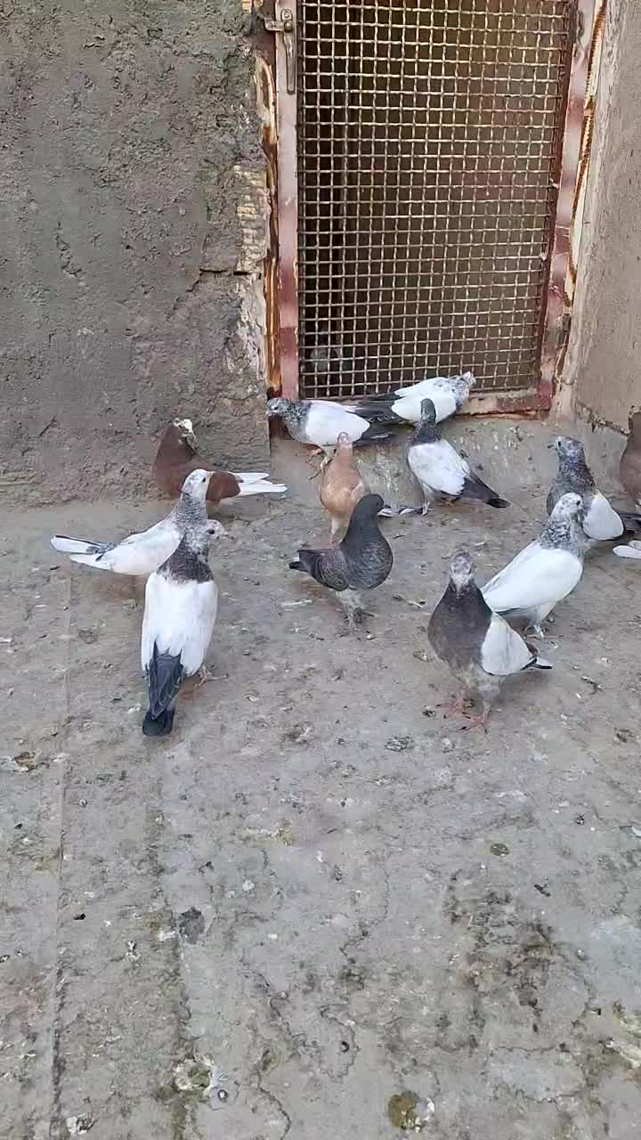 کفتر جوجه آس|پرنده|قم, کیوانفر|دیوار