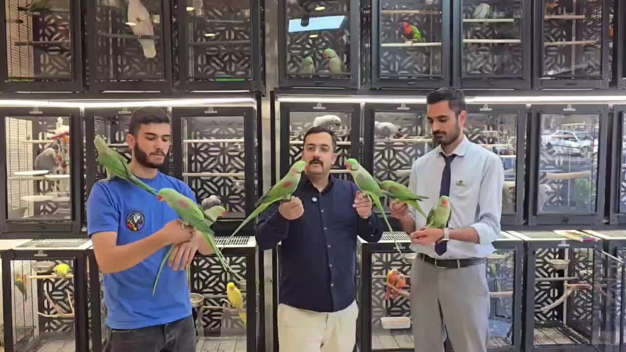 شاه طوطی|پرنده|تهران, آجودانیه|دیوار