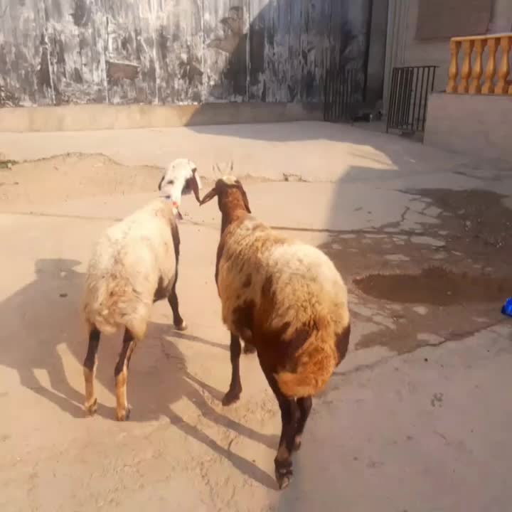 گوسفند ابس جوان بره|حیوانات مزرعه|گنبد کاووس, |دیوار