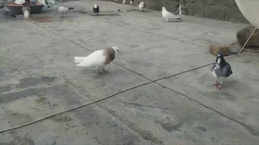 کبوتر طوقی|پرنده|سنندج, |دیوار