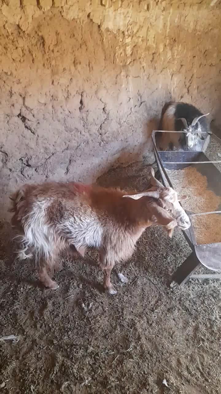 بز ابست فروشی|حیوانات مزرعه|نیمبلوک, |دیوار