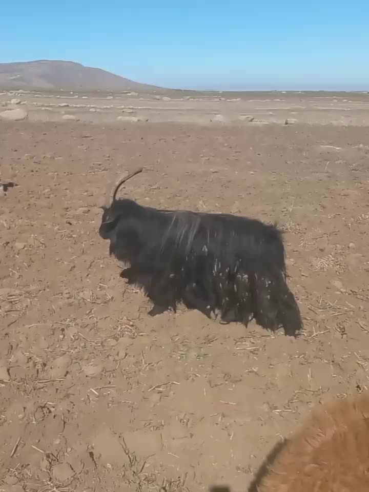 بز نر|حیوانات مزرعه|اردبیل, |دیوار